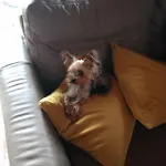 Sosnowy Zakatek Odpocznij Tu Kurzetnik